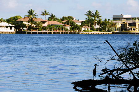 Silouette of bird
